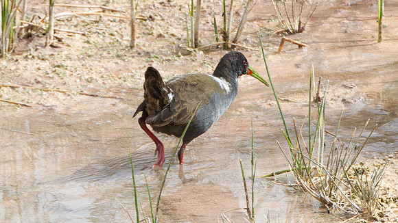 Plumbeous Rail (Pardirallus sanguinolentus)