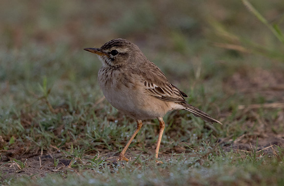 Paddyfield pipit (Anthus rufulus)