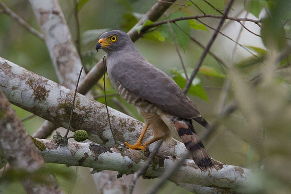 Roadside Hawk (Buteo magnirostris)