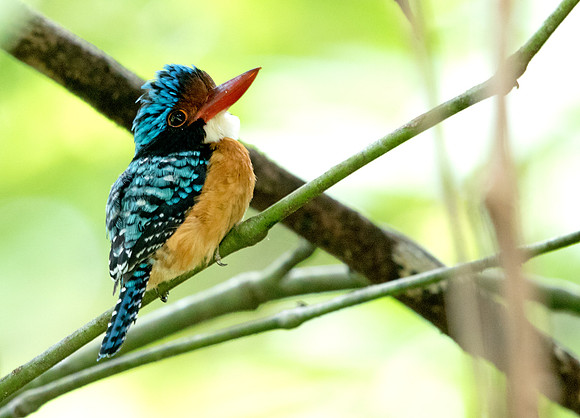 Bornean Banded Kingfisher (Lacedo melanops) Male