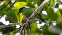 Bornean Green Magpie (Cissa thalassina)