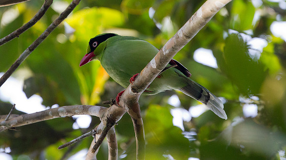 Bornean Green Magpie (Cissa thalassina)