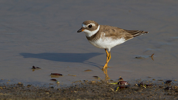 Semipalmated Plover (Charadrius semipalmatus)