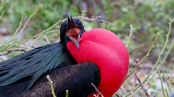 Magnificent Frigatebird (Fregata magnificens)