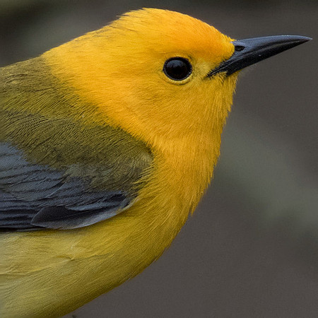 Prothonotary warbler (Protonotaria citrea)