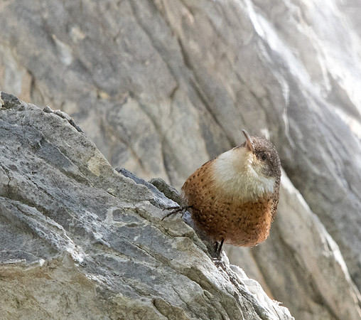 Canyon wren (Catherpes mexicanus)