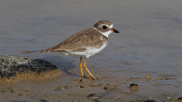 Semipalmated Plover (Charadrius semipalmatus)
