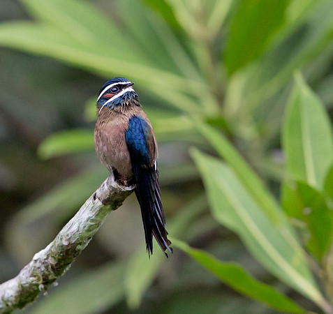 Whiskered treeswift (Hemiprocne comata)
