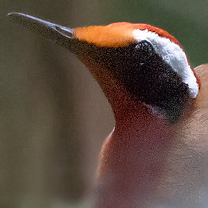 Rail-babbler (Eupetes macrocerus)