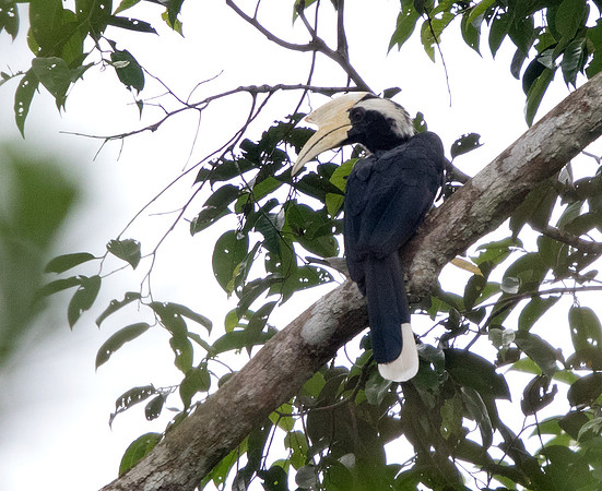 Oriental pied hornbill (Anthracoceros albirostris) Male