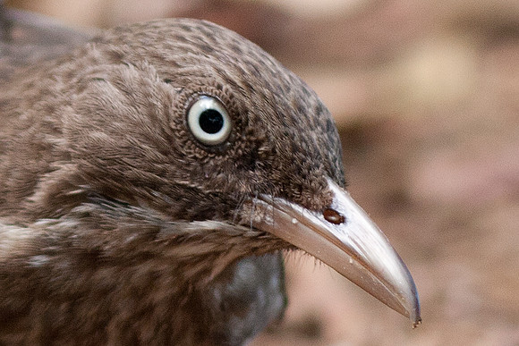 Pearly-eyed Thrasher (Margarops fuscatus)