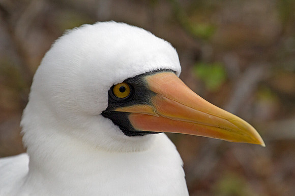 Nazca Booby (Sula granti)