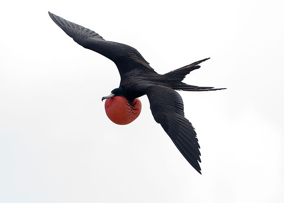 Magnificent Frigatebird (Fregata magnificens) male
