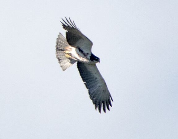 Peregrine falcon (Falco peregrinus)
