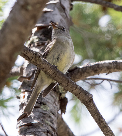 Flycatcher?