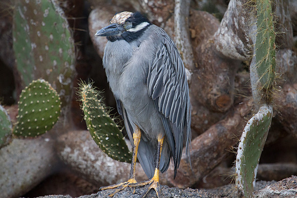 Yellow-crowned Night Heron (Nyctanassa violacea)