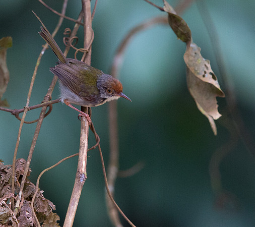 Dark-necked tailorbird (Orthotomus atrogularis)