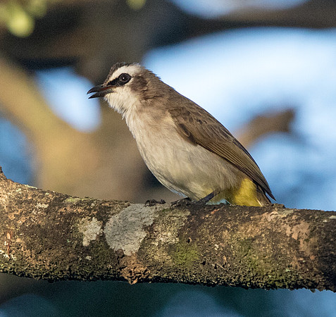 Yellow-vented bulbul (Pycnonotus goiavier)
