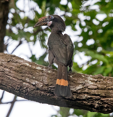 Luzon hornbill (Penelopides manillae) Female