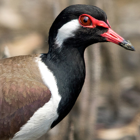 Red-wattled lapwing (Vanellus indicus)