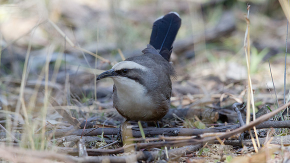 Grey-crowned babbler (Pomatostomus temporalis)
