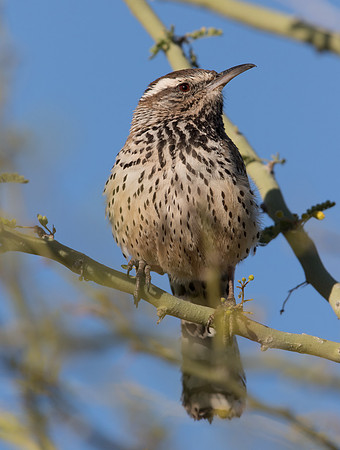 Cactus wren (Campylorhynchus brunneicapillus)