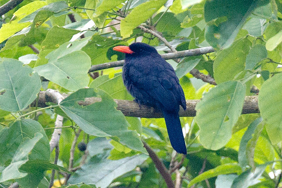 Black-fronted Nunbird (Monasa nigrifrons)