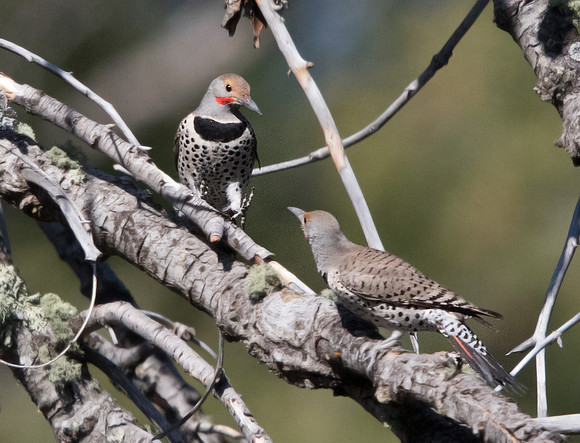 Northern flicker (Colaptes auratus) Male and Female