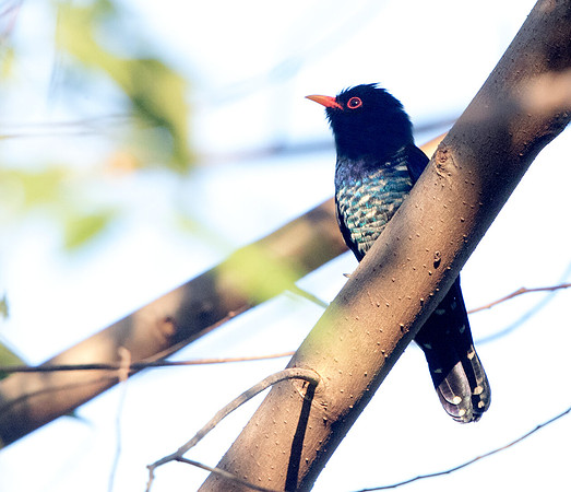 Violet cuckoo (Chrysococcyx xanthorhynchus) Male