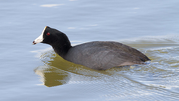 Caribbean Coot (Fulica caribaea)