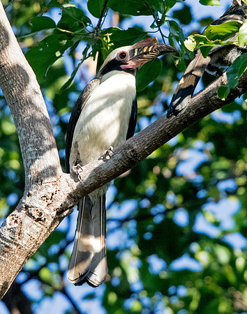 Luzon hornbill (Penelopides manillae)