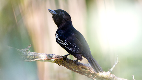White-winged Becard (Pachyramphus polychopterus) - male