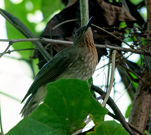 Philippine bulbul (Hypsipetes philippinus)