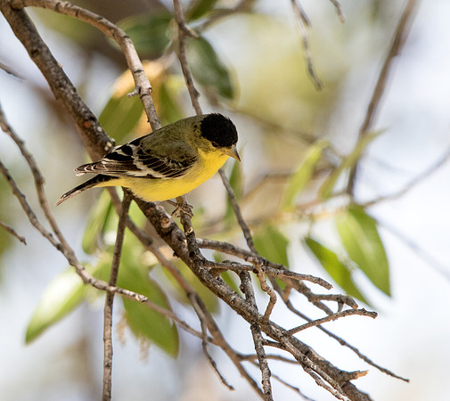 Lesser Goldfinch (Spinus psaltria) Male