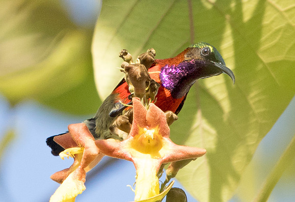 Purple-throated sunbird (Leptocoma sperata) Male