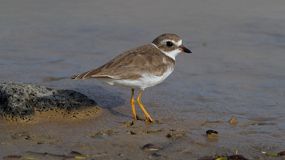 Semipalmated Plover (Charadrius semipalmatus)