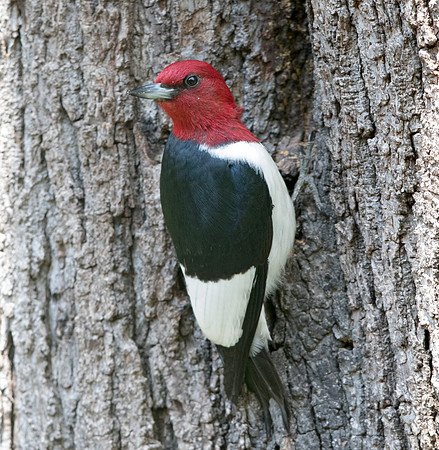 Red-headed woodpecker (Melanerpes erythrocephalus)