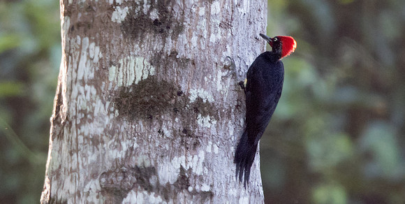 White-bellied woodpecker (Dryocopus javensis) Male