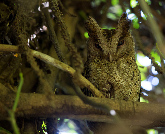 Philippine Scops Owl (Otus megalotis)