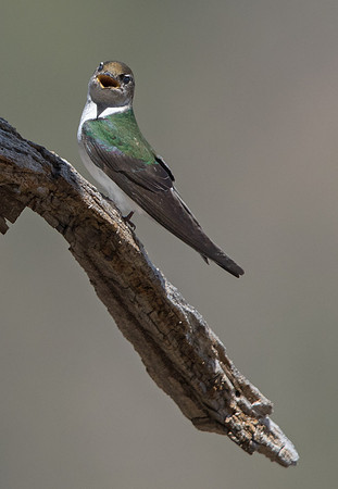 Violet-green swallow (Tachycineta thalassina)