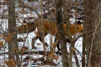 American Red Fox (Vulpes vulpes fulvus)