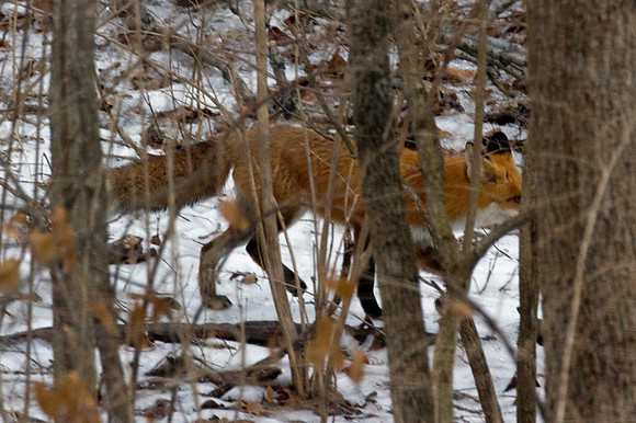 American Red Fox (Vulpes vulpes fulvus)