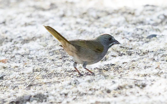 Green-tailed towhee (Pipilo chlorurus)