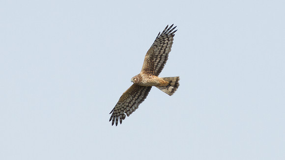 Hen Harrier (Circus cyaneus) also known as Northern Harrier
