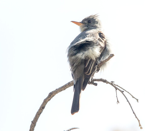 Greater pewee (Contopus pertinax)