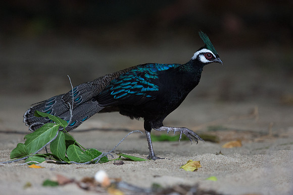 Palawan peacock-pheasant (Polyplectron napoleonis) Male