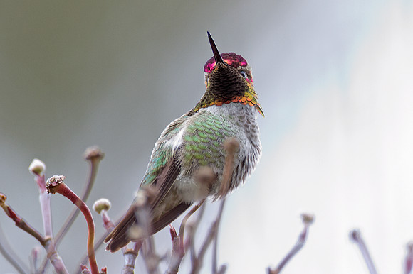 Anna's Hummingbird (Calypte anna)