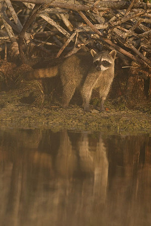 Racoon (Procyon lotor)