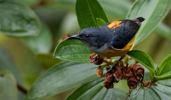 Orange-bellied flowerpecker (Dicaeum trigonostigma) Male