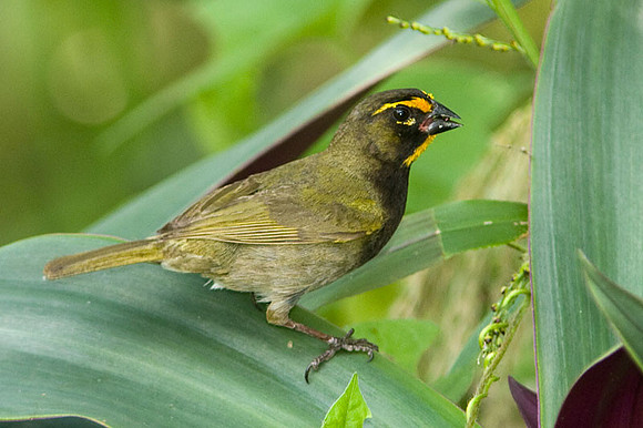 Yellow-faced Grassquit (Tiaris olivaceus) male